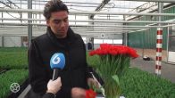 Yves Berendse heeft eigen tulp