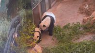 Pandajong zet eerste stapjes in binnenverblijf Ouwehands Dierenpark
