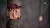 Gooische 'bomenkiller' actief: al tientallen bomen verminkt