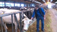 De koeien van Andre zijn ziek door zwerfstroom: 'Het lijkt hier wel vervloekt'