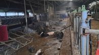 Koeien zakken door stalvloer in Westbroek