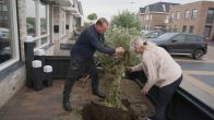 Tony en Derre planten een olijfboom in de tuin