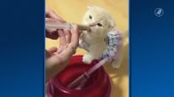 Waarom kattenvideo’s (zelfs 75 minuten achter elkaar) ons blijven betoveren