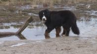 Hond Billie heeft kanker, maar is na chemokuur weer helemaal de oude