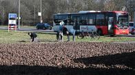 Vrachtwagen kantelt, weg bezaaid met tienduizenden aardappels