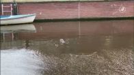 Otters breiden leefgebied uit en duiken op in Alkmaar