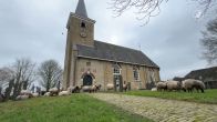 Schapen vluchten begraafplaats op, mogelijk na wolvenaanval