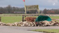 Opnieuw slachtpartij in Oosterwolde: wolf doodt 32 schapen