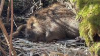 ZIEN: Bever geniet van eerste warme zonnestralen