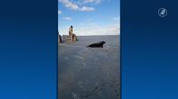 ZIEN: Zeldzame zwarte zeehond Ebbie weer terug in de Waddenzee