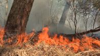 Brandweer grijpt snel in bij brand Meinweg: gebied afgezet
