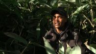 Van een grote bamboejungle naar een mooie tuin: hovenier Son helpt gratis