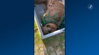Zeehond Tangle overlijdt na verstrikking in visnet