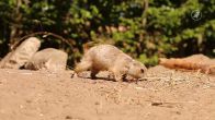 Tientallen prairiehondjes geboren in Dierenpark Amersfoort