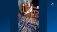 Iedereen zocht mee naar vermiste Ponchik en dat heeft geholpen