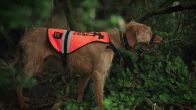 Border Security: Dog Patrol