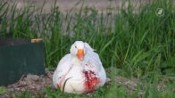 Ernstig gewonde gans ingeslapen in Zoetermeer, getuigen zien man met mes