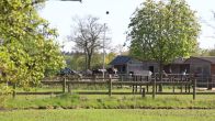 Paard slaat op hol en overlijdt in Loenen