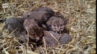Vijf cheetawelpjes geboren in Beekse Bergen