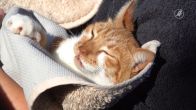 Brandweer haalt beknelde kat uit muur in Deventer