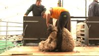 Zwoegen met een missie: duo wil 1400 schapen scheren voor KWF