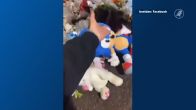 Knuffels gestolen bij gedenkplek voor omgebrachte Jeffrey (10) en Emma (8)