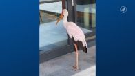 Meubelwinkel treft ontsnapte gigantische exotische vogel aan voor showroom