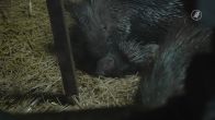 Witstaartstekelvarken geboren in DierenPark Amersfoort