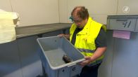 Dode haas en onthoofde ganzen: meerdere dieren op gruwelijke wijze vermoord in Schollebos
