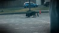Hond krijgt stroomschok van hondentrainer