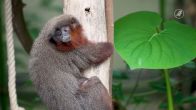 Rode titi's lopen tussen de bezoekers door in Burgers' Zoo