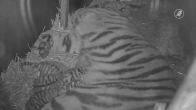 Zeldzame tijgerdrieling geboren in Ouwehands Dierenpark