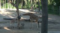 Zo trotseren de dieren in Burgers' Zoo de hitte