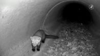 Spot jij een otter of vos? Kijk mee via de vosdeurbel