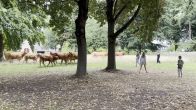 Losgebroken koeien lopen door straten Maastrichtse wijk