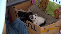 Explosie van gedumpte en dakloze kittens zorgt voor overvolle asielen