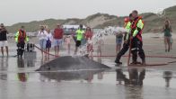 Twee spitssnuitdolfijnen aangespoeld op het strand van Heemskerk