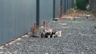 Reddingsactie op touw gezet voor 9 kittens bedrijventerrein Oisterwijk