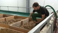 Enorm aardappeloverschot, ruim miljoen kilogram ligt te verpieteren