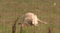 Ontsnapte wolf bijt drie schapen dood in Tegelen