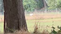 'Wolf' doodgeschoten na ontsnapping van locatie in Tegelen