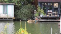 Zeehond in het water in Utrecht