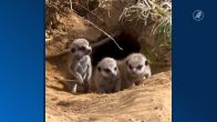 Zó schattig: vier stokstaartjes geboren in ZooParc Overloon