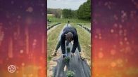 Yolanda Hadid bezig op haar lavendelboerderij