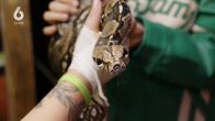 Reptielenopvang overvol door impulsaankopen en sociale media