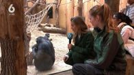 Wereld neemt afscheid van chimpanseepionier Jane Goodall