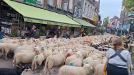 Kudde van 260 schapen door Eindhovense winkelstraat