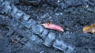 Half miljoen bijen dood door brand in Beatrixpark, politie gaat uit van brandstichting