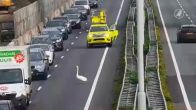 Zwaan doet dutje op snelweg A27 en legt verkeer plat