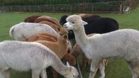 Hobbyhouders stoppen met alpaca’s na wolfaanvallen
